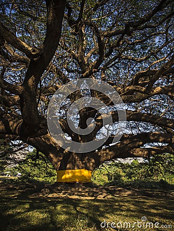 Giant rain tree Stock Photo