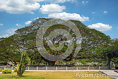 giant rain tree Stock Photo