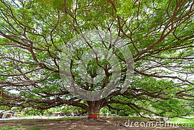 Giant Rain Tree Stock Photo