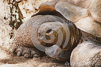 A giant rare land tortoise close-up in a desert environment. Stock Photo