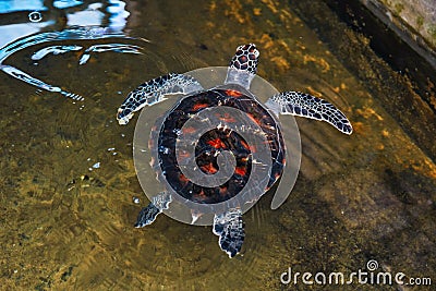 Giant rare turtle with red dot shield in the water Stock Photo