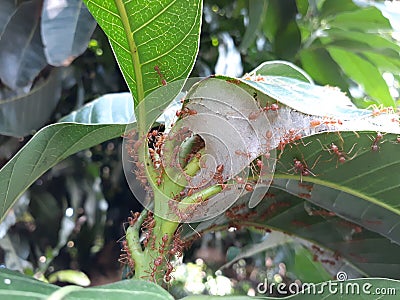 Giant Red Ants Colony Stock Photo