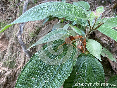 A giant red centipede or Scolopendra subspinipes hidden amongst the leaves in the wild rainforest of Malaysia Stock Photo