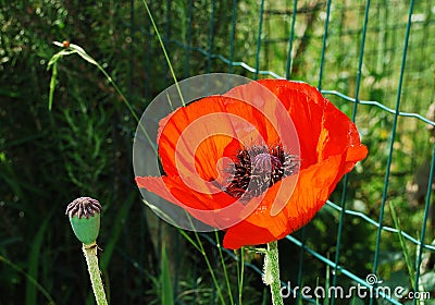 Giant Red Poppy Stock Photo