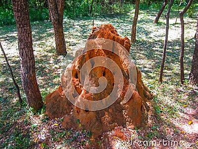 Giant red soil termitary termites nest Stock Photo