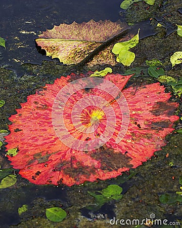 Giant Red Water Lilly Pad Stock Photo