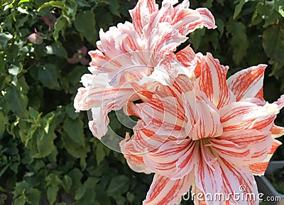 Giant Red and White Striped Amaryllis Double Hippeastrum, Dancing Queen flowers. Stock Photo