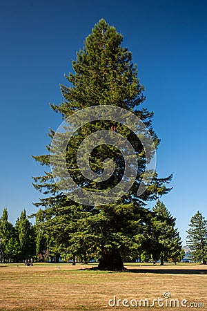 Red Wood tree, New Zealand Stock Photo