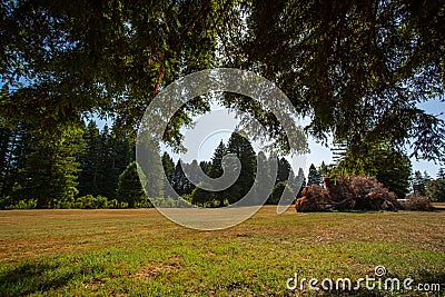 Red Wood tree, New Zealand Stock Photo