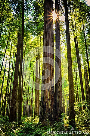 Giant Redwood Trees, California Stock Photo