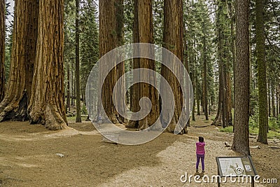 Giant Redwoods in Sequoia National Park Editorial Stock Photo