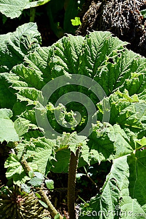 Giant Rhubarb at Mylor Cornwall UK Stock Photo