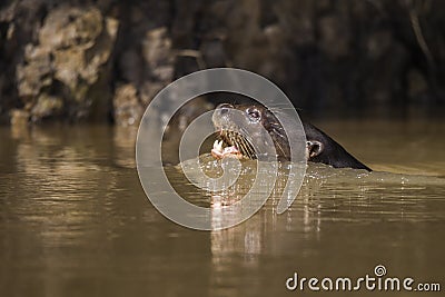 Giant River Otter, Pantanal, Mato Grosso, Brazil Stock Photo