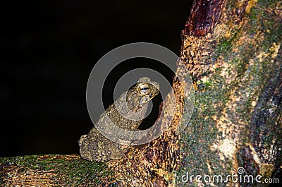 Giant jungle toad or River Toad , Asian giant toad Phrynoidis aspera, wildlife,Thailand Stock Photo