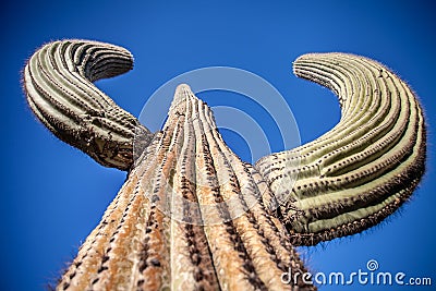 Giant Saguaro Cactus - Horizontal Close-Up Stock Photo