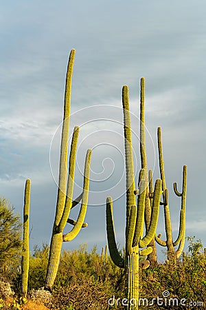 Giant saguaro cactus in rows in afternoon sunlight with looming gray storm clouds in background with shrubs Stock Photo