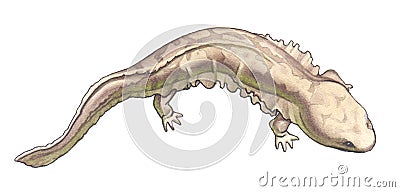 Giant salamander Stock Photo