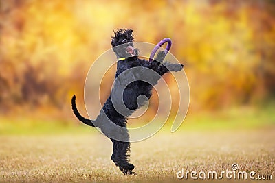 Giant Schnauzer dog play Stock Photo