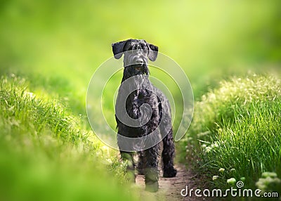 Giant schnauzer dog Stock Photo