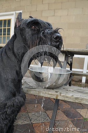 Giant Schnauzer Just Got a Drink Stock Photo