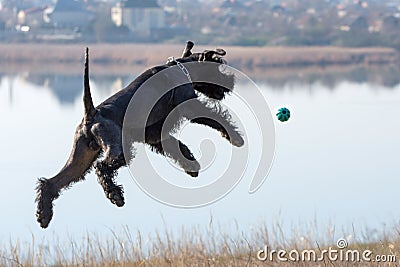 Giant Schnauzer, known as Riesenschnauzer, jumps for the ball. Dog training Stock Photo