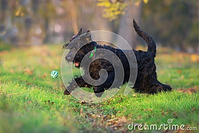 Giant schnauzer play ball Stock Photo