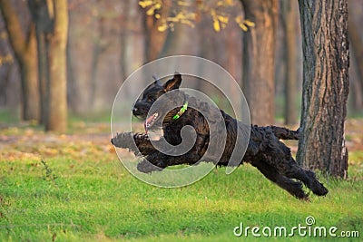 Giant schnauzer Run and play Stock Photo