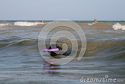 Giant Schnauzer stay with a puller on the surf line in the waves in the sea Stock Photo