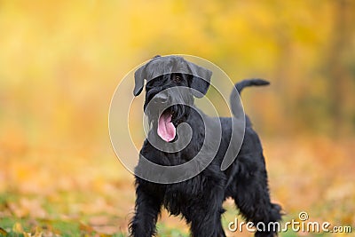 Black dog in autumn park Stock Photo