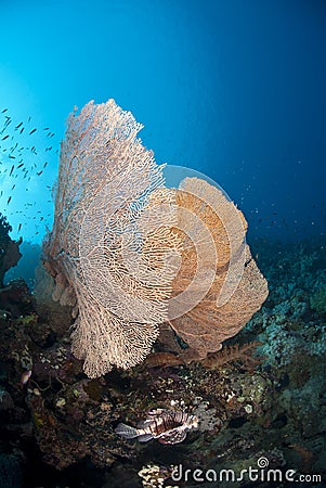 Giant sea fan with tropical Common Lionfish. Stock Photo