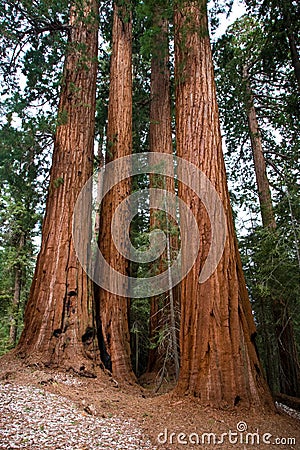 Giant Sequoia Stock Photo