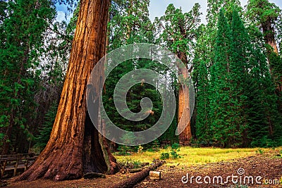 Giant Sequoia Forest in California Stock Photo