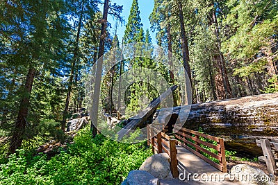 Giant sequoia forest - the largest trees on Earth in Sequoia National Park, California, USA Stock Photo