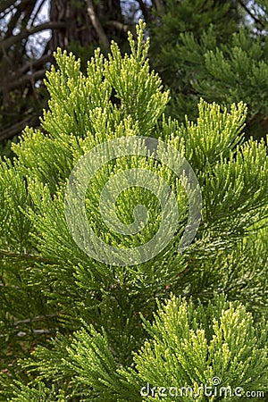 Giant sequoia green leaves and branches. Sequoiadendron giganteum or Sierra redwood needles. Close up. Detail Stock Photo
