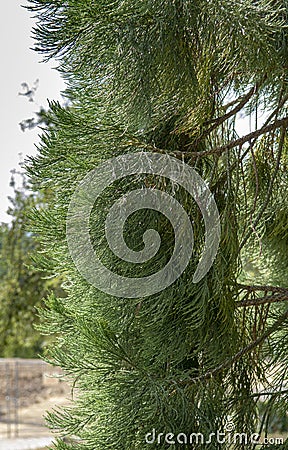 Giant sequoia green leaves and branches. Sequoiadendron giganteum or Sierra redwood needles. Close up. Detail Stock Photo