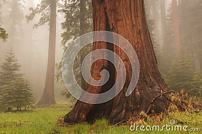 Giant Sequoia Stock Photo