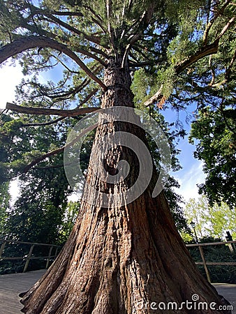 Giant sequoia / Sequoiadendron giganteum / Giant redwood, Sierra redwood, Wellingtonia or Kalifornischer Berg-Mammutbaum Stock Photo