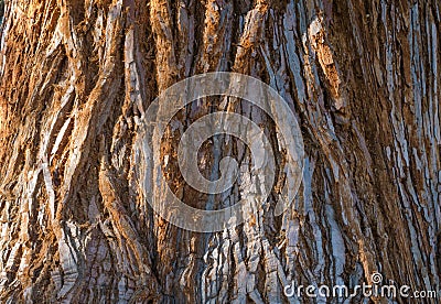 The giant sequoia Sequoiadendron giganteum trunk bark. Close up. Selective focus.r Stock Photo