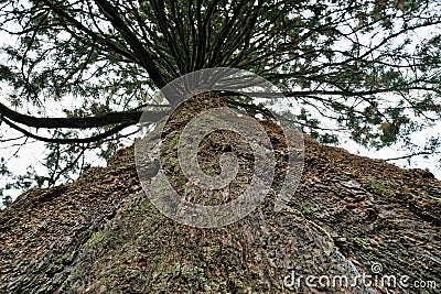 Giant sequoia, Sierra redwood, or Wellingtonia Stock Photo