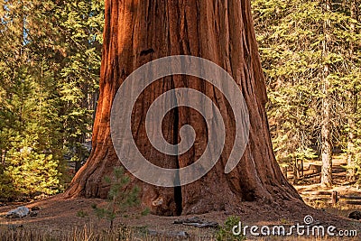 Giant Sequoia Tree Stock Photo