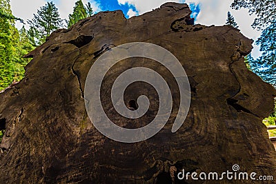 Giant Sequoia Tree Rings Stock Photo