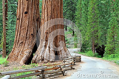 Giant Sequoias Stock Photo