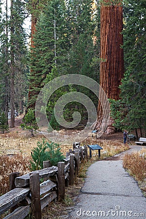 Giant sequoias in California Editorial Stock Photo