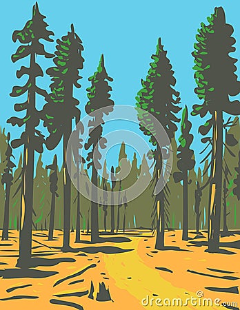 Giant Sequoias Growing in the General Grant Trail and Grove Section of the Greater Kings Canyon National Park Located in Vector Illustration