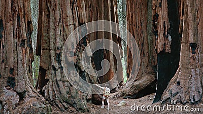 Giant Sequoias at Sequoia National Park Stock Photo