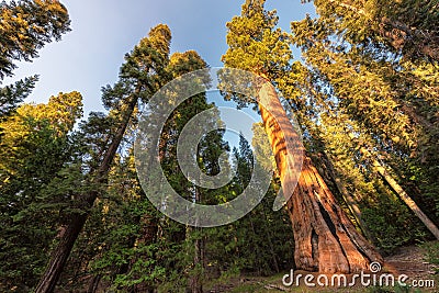 Giant Sequoias at sunset in Sequoia National park Stock Photo