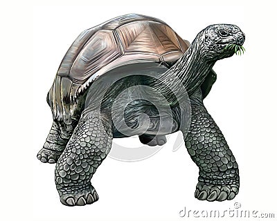 Giant, Seychelles giant tortoise, Aldabrachelys gigantea Stock Photo