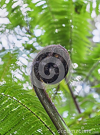 Giant silver fern frond in December. It is the symbol for New Zealand tourism Stock Photo