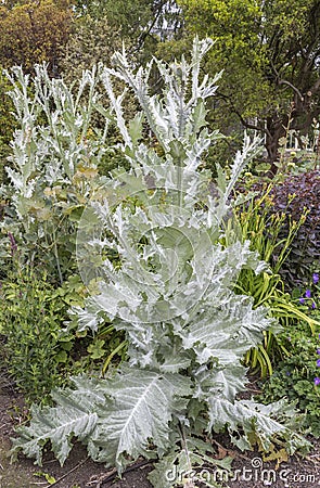 Giant silver thistle Stock Photo