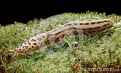 Giant slug Stock Photo